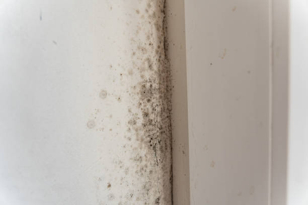 Environmental Consulting for Mold Prevention in Delaware City, DE